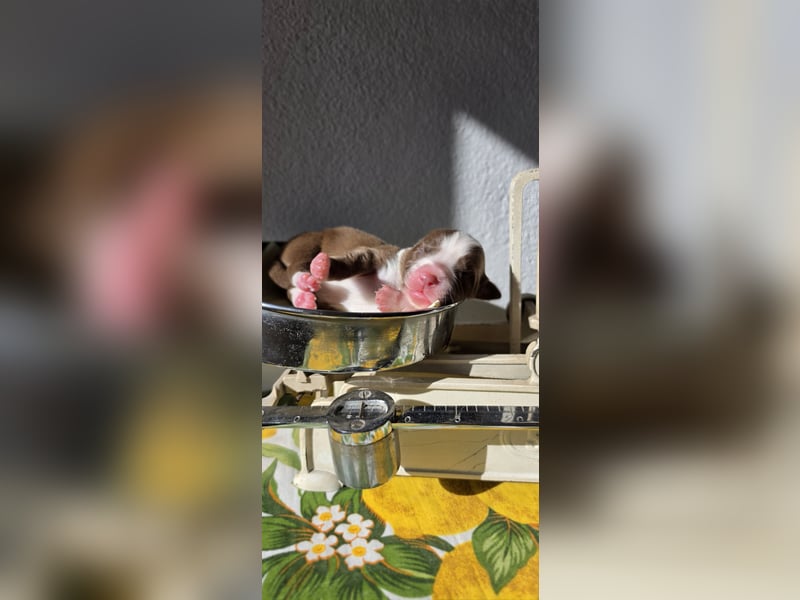 Border Collie Welpen