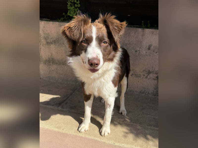 Border Collie Faye wartet auf unserem Tierschutzhof in Portugal!