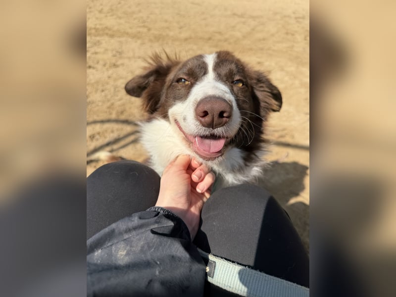 Border Collie Faye wartet auf unserem Tierschutzhof in Portugal!