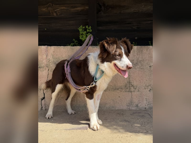 Border Collie Faye wartet auf unserem Tierschutzhof in Portugal!