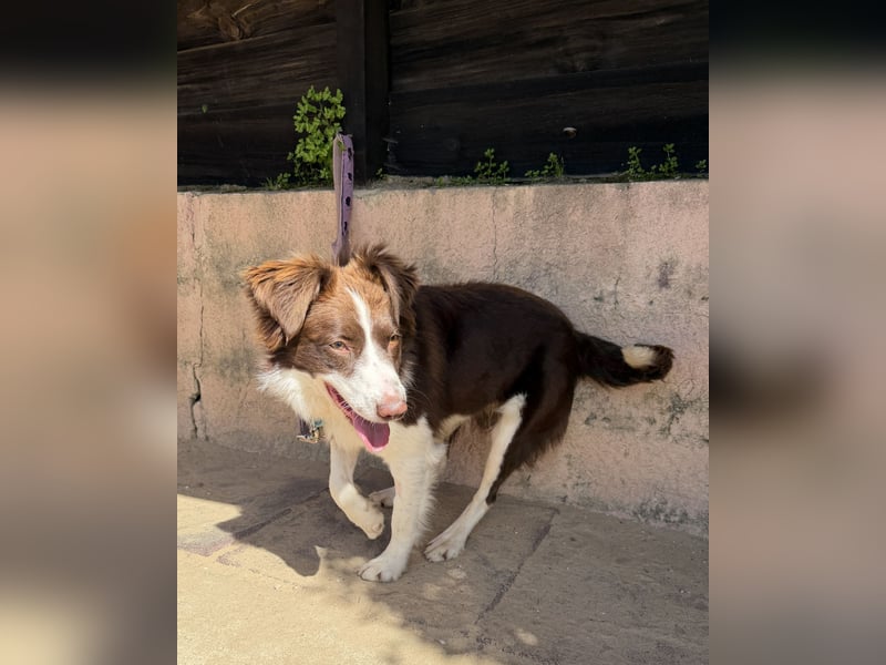 Border Collie Faye wartet auf unserem Tierschutzhof in Portugal!