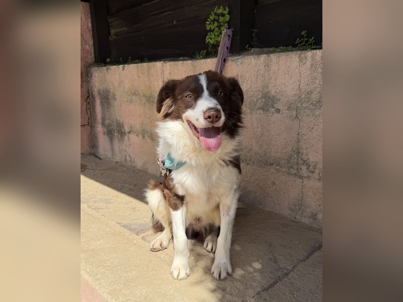 Border Collie Faye wartet auf unserem Tierschutzhof in Portugal!