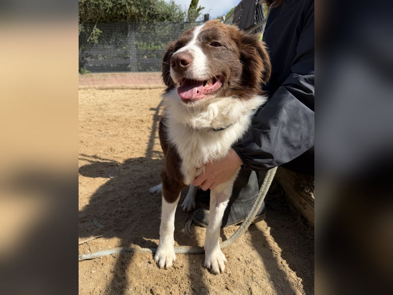 Border Collie Faye wartet auf unserem Tierschutzhof in Portugal!