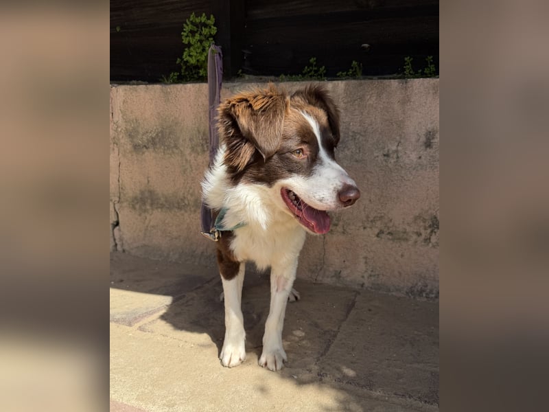 Border Collie Faye wartet auf unserem Tierschutzhof in Portugal!