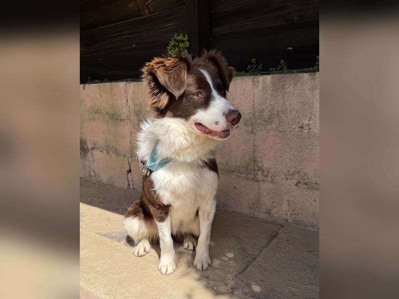 Border Collie Faye wartet auf unserem Tierschutzhof in Portugal!