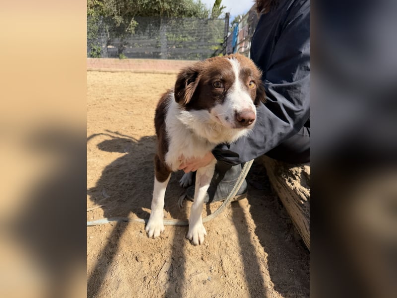 Border Collie Faye wartet auf unserem Tierschutzhof in Portugal!