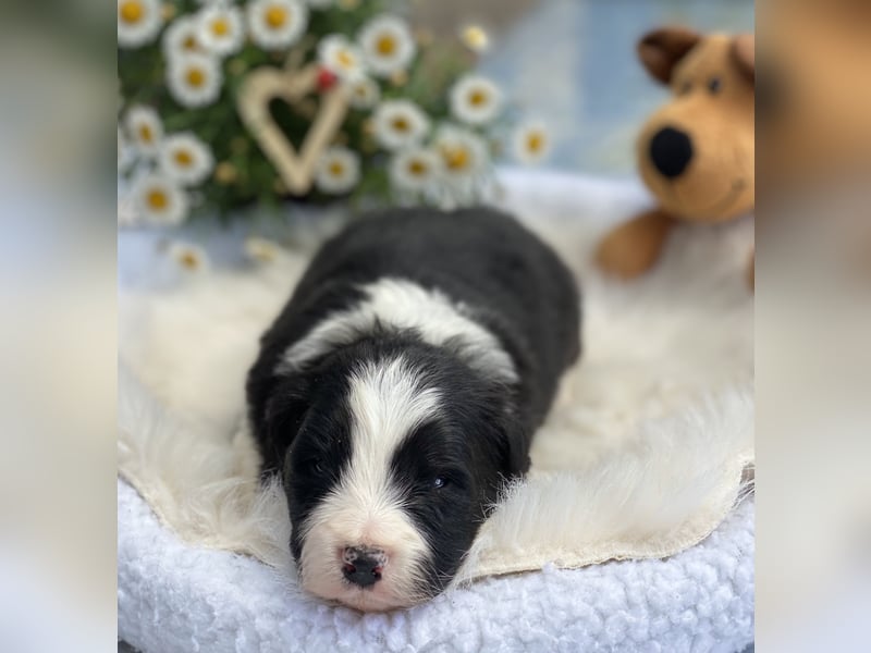 2 Border Collie Welpen (Rüden) suchen ab Ende Juni noch ein liebevolles, neues zu Hause