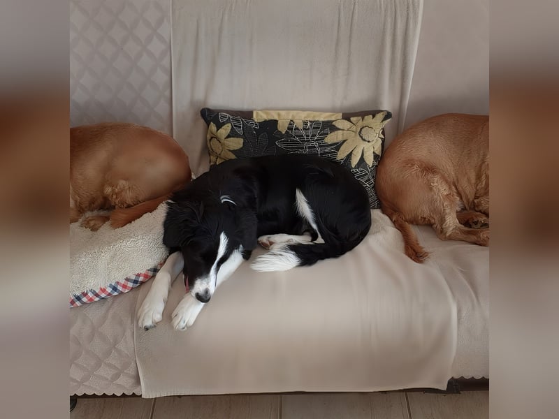 süße anhängliche Mila sucht Zuhause