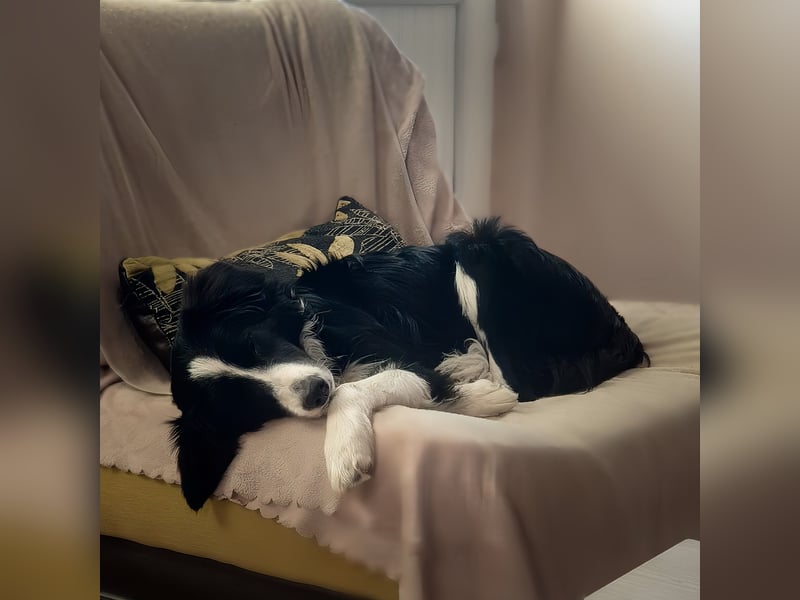 süße anhängliche Mila sucht Zuhause