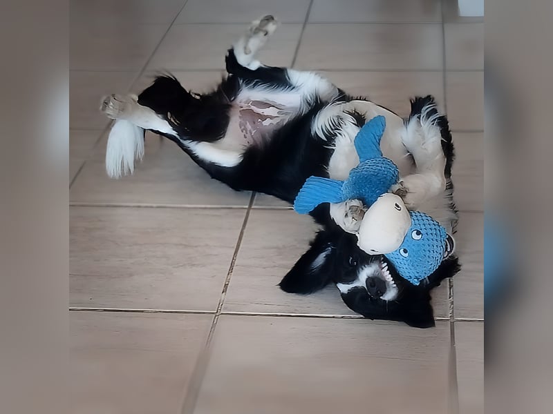 süße anhängliche Mila sucht Zuhause