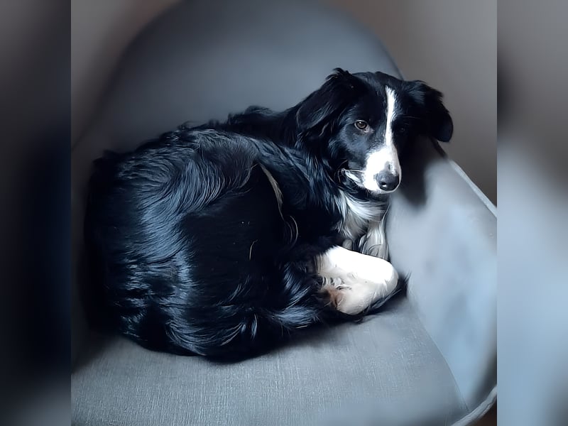 süße anhängliche Mila sucht Zuhause