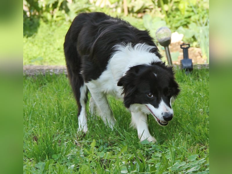 Border Collie Hündin mit vollen Pap. sucht Bestplatz
