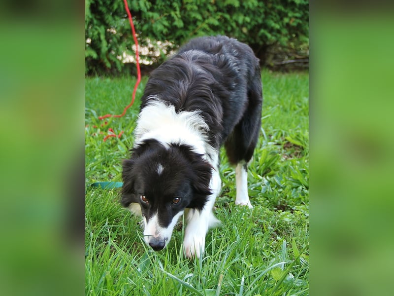 Border Collie Hündin mit vollen Pap. sucht Bestplatz