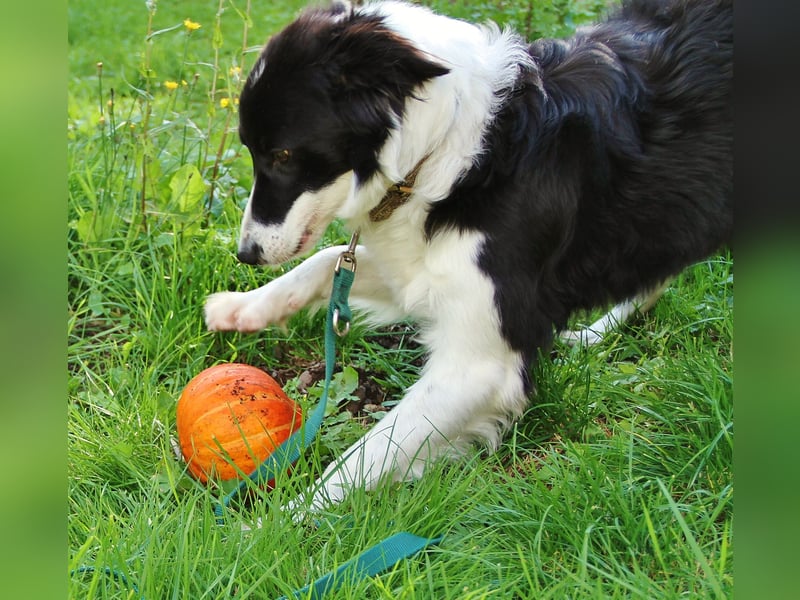 Border Collie Hündin mit vollen Pap. sucht Bestplatz