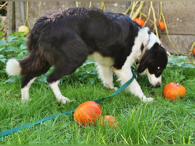 Border Collie Hündin mit vollen Pap. sucht Bestplatz