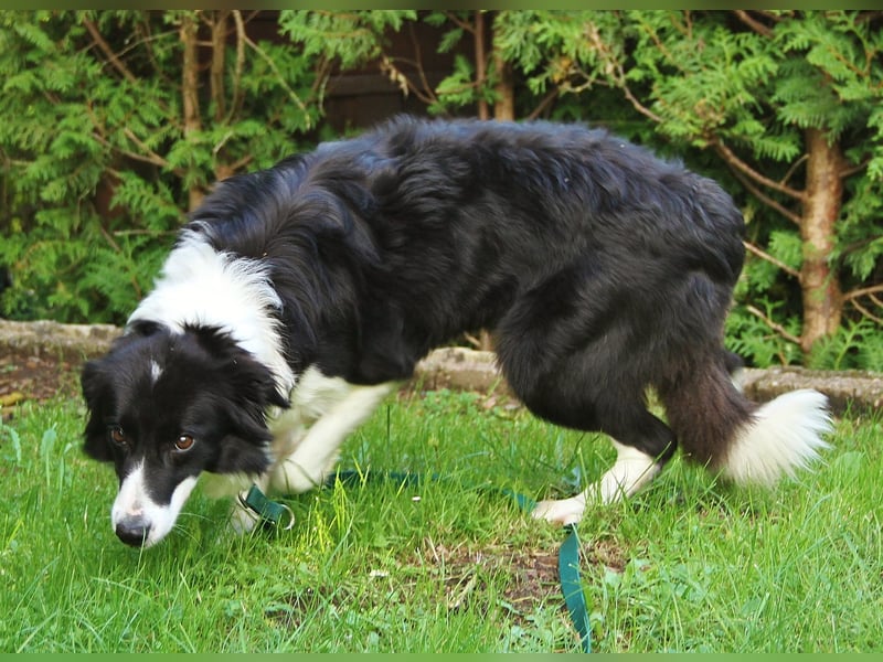 Border Collie Hündin mit vollen Pap. sucht Bestplatz