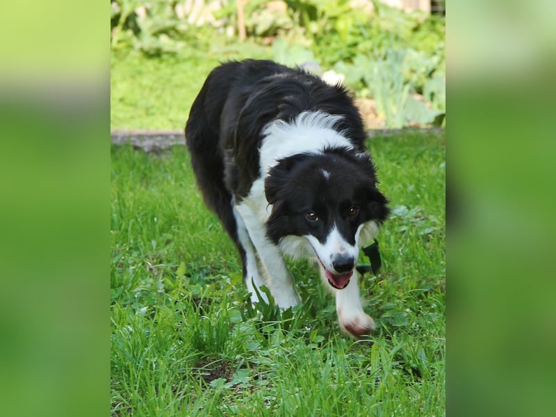 Border Collie Hündin mit vollen Pap. sucht Bestplatz