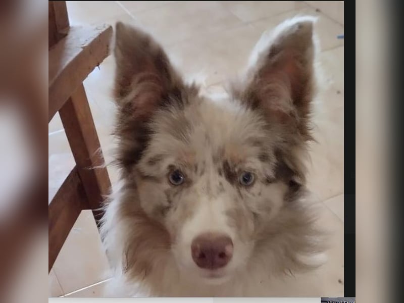 ❤️ Reinrassige Border-Collie-Hündin Lynka – Lilac Merle – mit RSCE/LOE-Ahnentafel