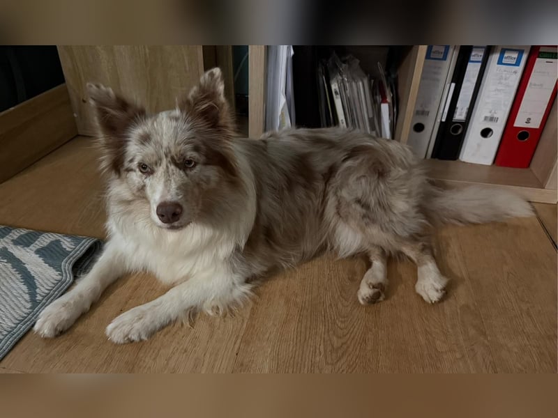 ❤️ Reinrassige Border-Collie-Hündin Lynka – Lilac Merle – mit RSCE/LOE-Ahnentafel