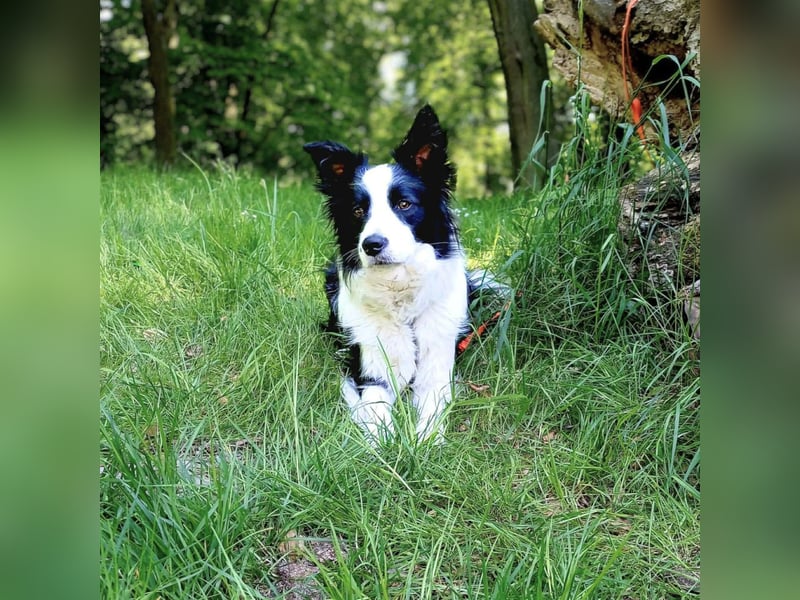 Merle - ist intelligent&kooperativ