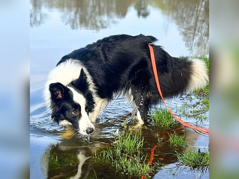 Merle - ist intelligent&kooperativ