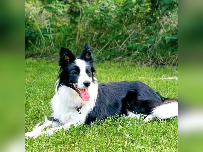 Merle - ist intelligent&kooperativ