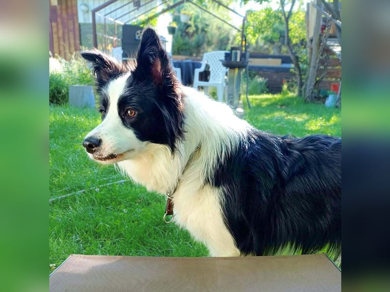 Merle - ist intelligent&kooperativ