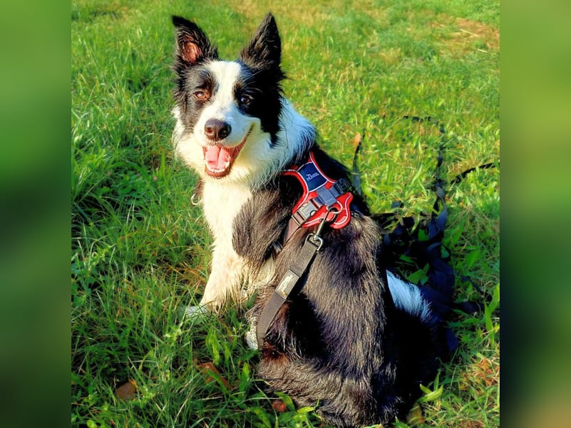 Merle - ist intelligent&kooperativ