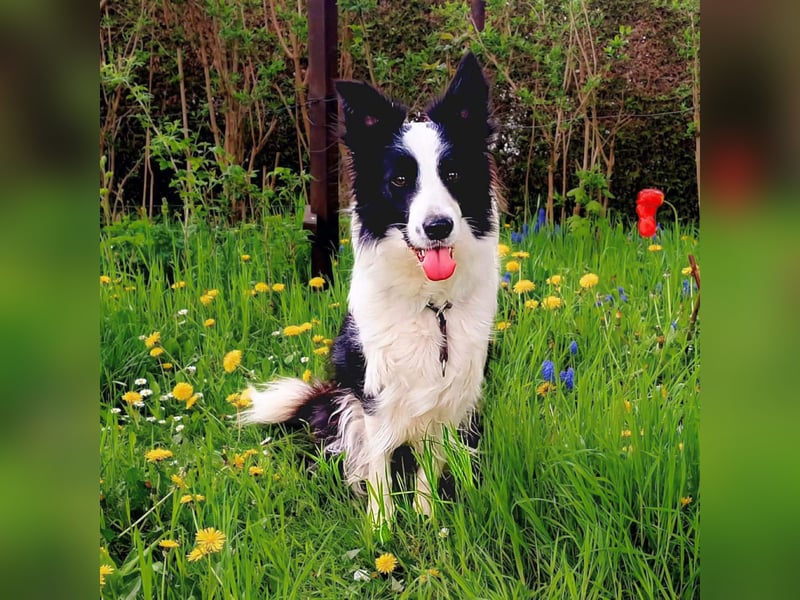 Merle - ist intelligent&kooperativ