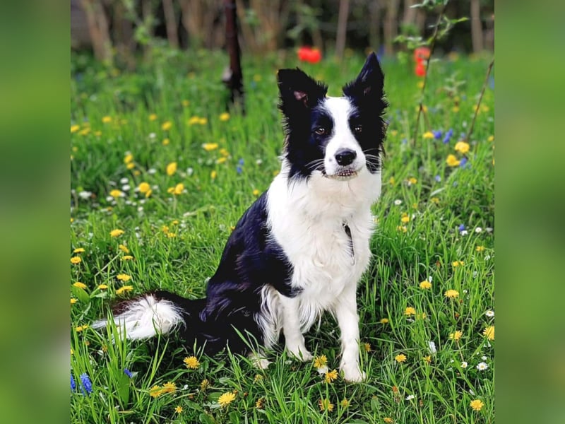 Merle - ist intelligent&kooperativ