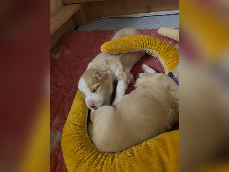 Border Collie Welpen