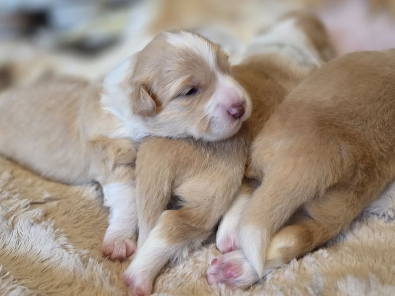 Border Collie Welpen