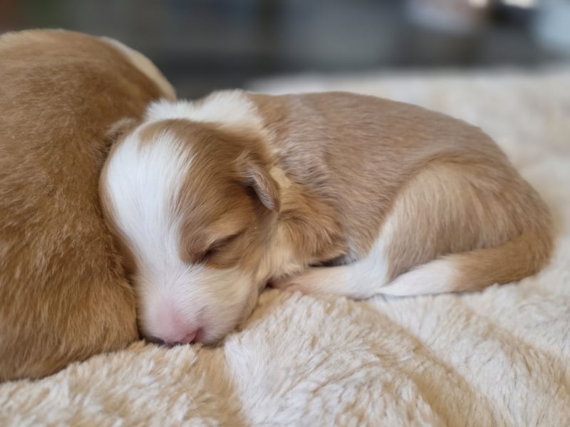 Border Collie Welpen