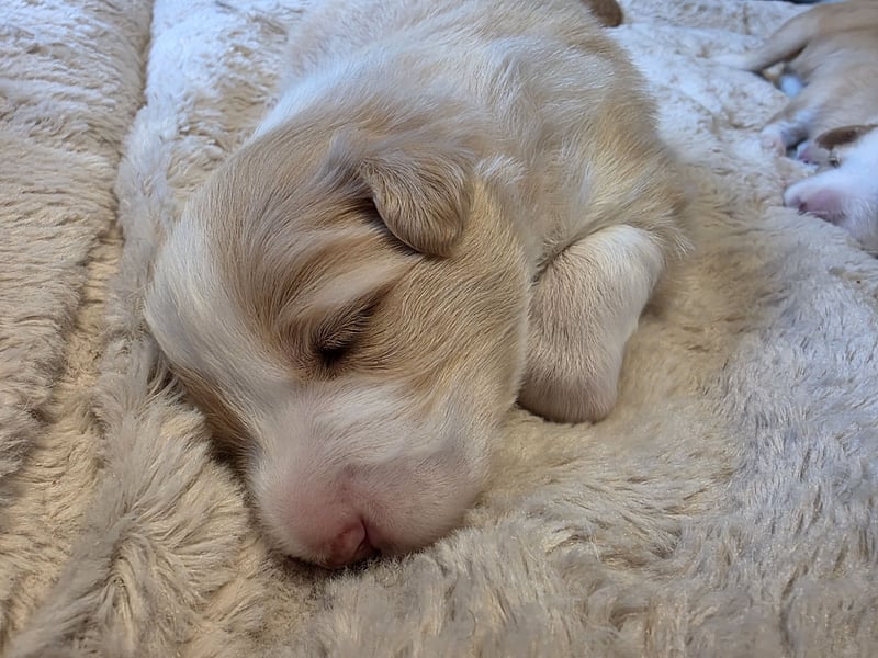 Border Collie Welpen