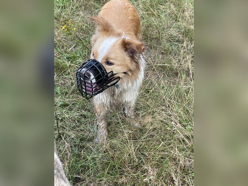 Bordercollie Rüde 2 Jahre alt