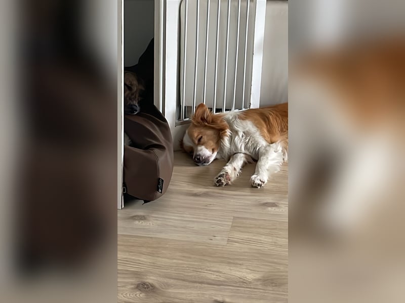 Bordercollie Rüde 2 Jahre alt