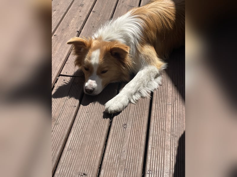 Bordercollie Rüde 2 Jahre alt