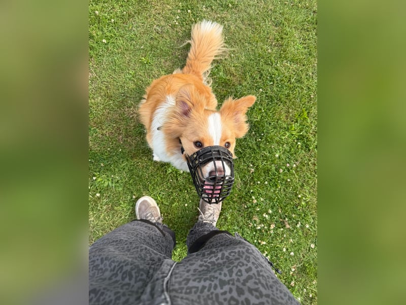 Bordercollie Rüde 2 Jahre alt