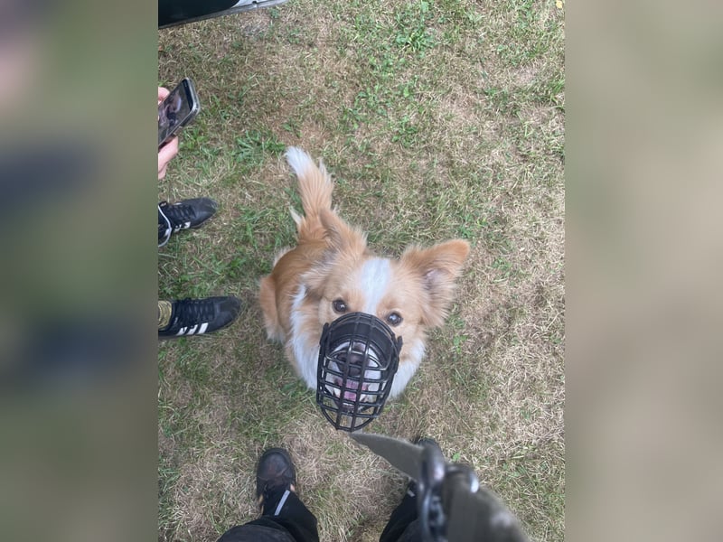 Bordercollie Rüde 2 Jahre alt