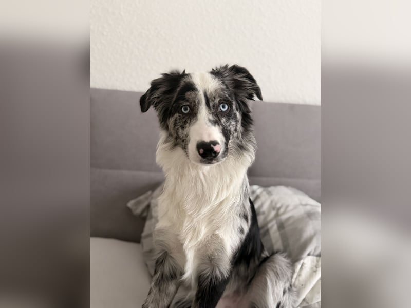 Koda sucht ein neues Zuhause