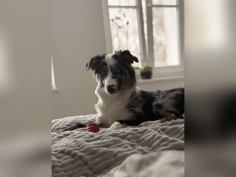 Koda sucht ein neues Zuhause