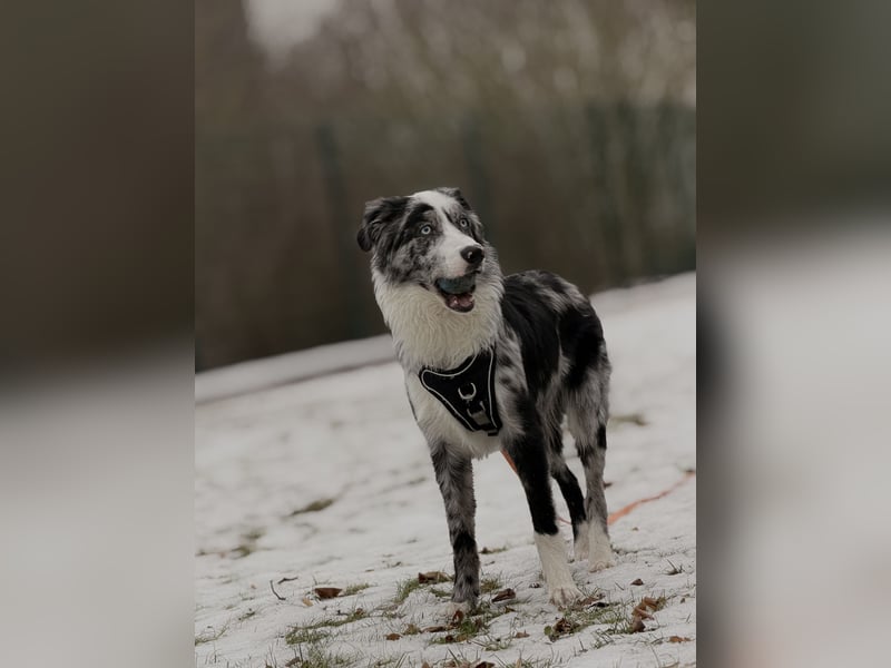 Koda sucht ein neues Zuhause