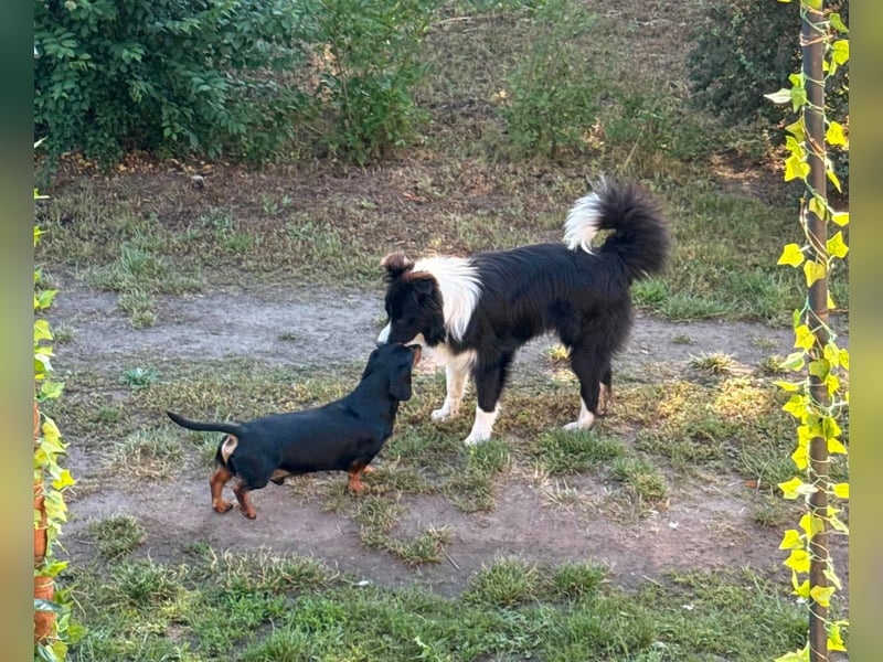 Süti, fröhlicher Border Collie Junghund geb. 10/2025