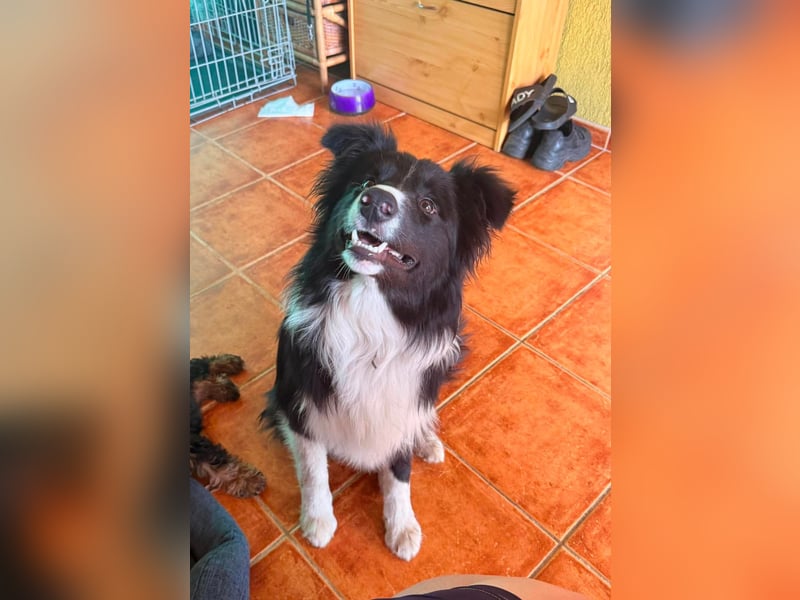 Süti, fröhlicher Border Collie Junghund geb. 10/2025