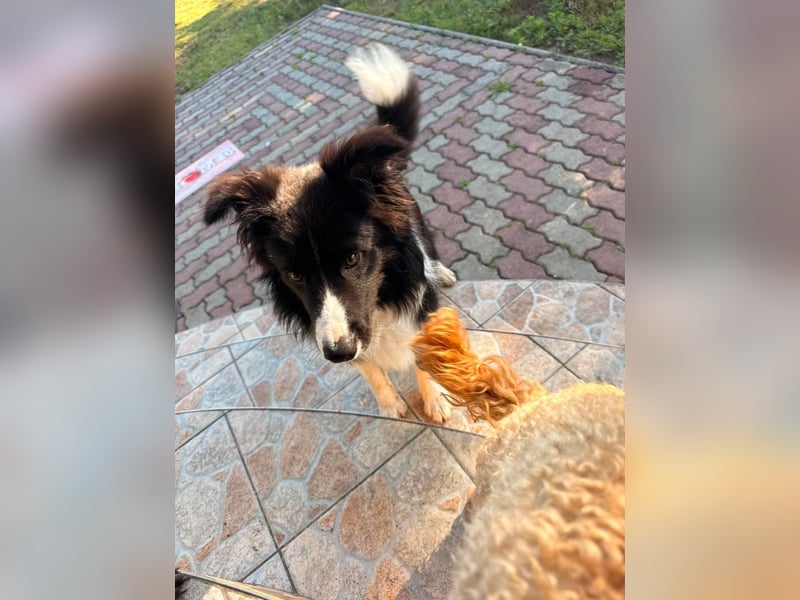 Süti, fröhlicher Border Collie Junghund geb. 10/2025