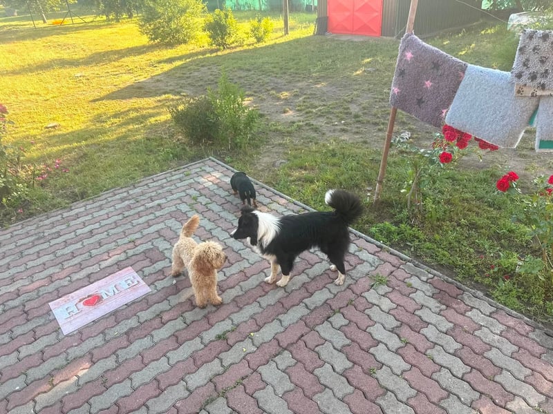 Süti, fröhlicher Border Collie Junghund geb. 10/2025