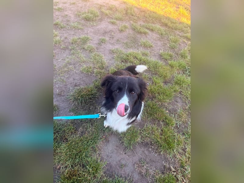 Süti, fröhlicher Border Collie Junghund geb. 10/2025