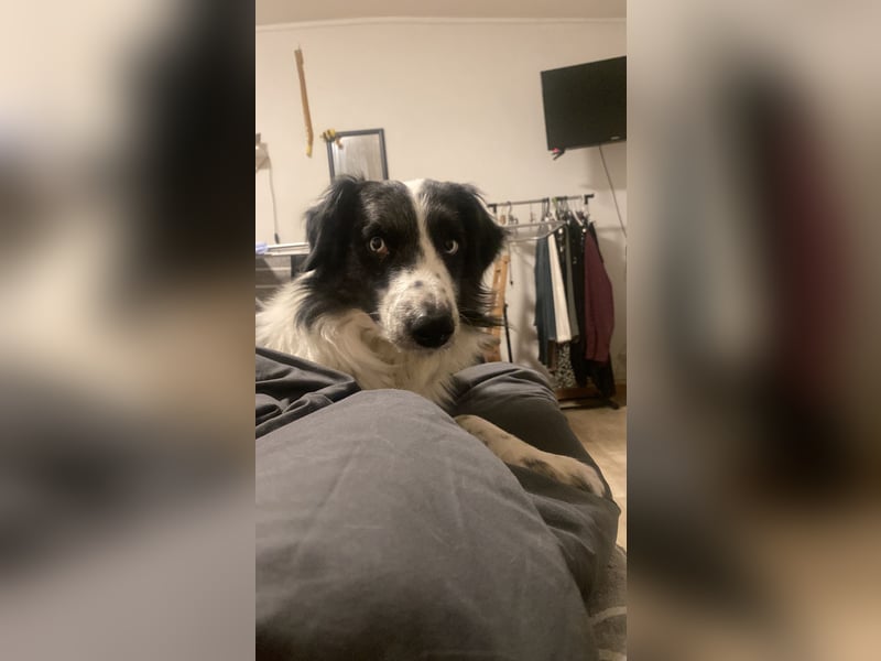 Border Collie rüde