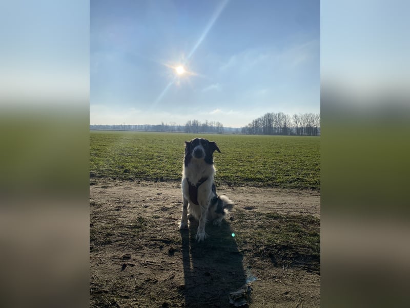Border Collie rüde
