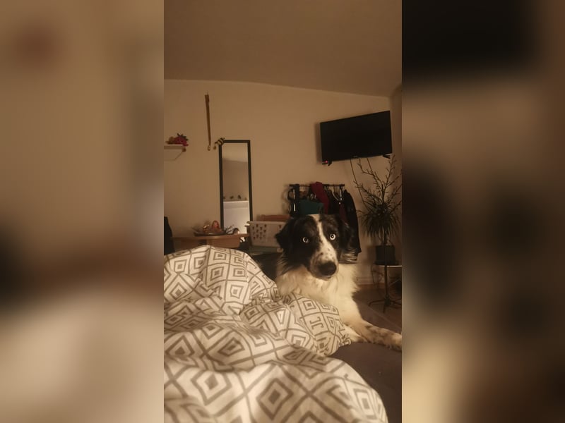 Border Collie rüde